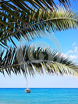 Palm tree and sea