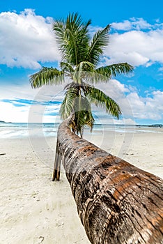 Palm tree by the sea in Anse Volbert