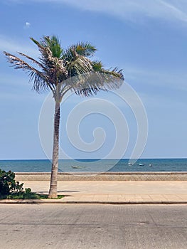 A Palm Tree with the sea in the background