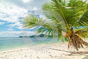 Palm tree by the sea in Baie Lazare beach