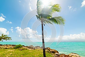 Palm tree by the sea in Bas du Fort beach