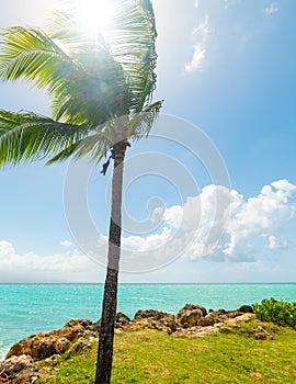 Palm tree by the sea in Bas du Fort beach in Guadeloupe