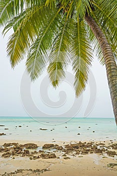 palm tree at sea beach