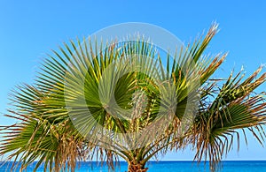 The palm tree by the sea - Borassus flabellifer Asian palmyra palm