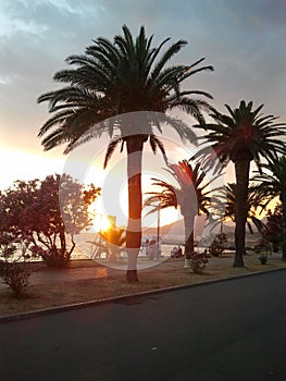 Palmera 