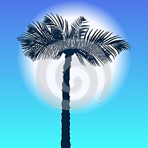 Palm tree on the sea coast at sunset