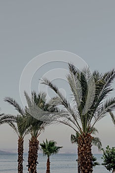 Palm tree in Sea of Galilie.