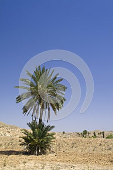 Palm tree in sea oasis