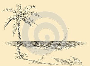 Palm tree on sea shore vector hand drawing
