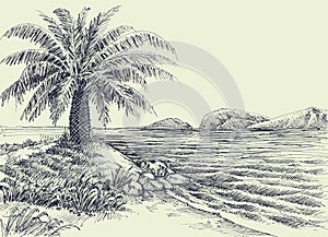 Palm tree on sea shore vector hand drawing