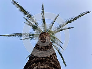 Palm tree on the seashore, against the background of the sky. Concept: Summer vacation in a warm climate. Green leaves of a palm