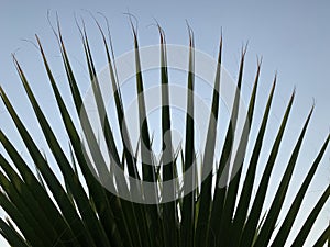 Palm tree on the seashore, against the background of the sky. Concept: Summer vacation in a warm climate. Green leaves of a palm