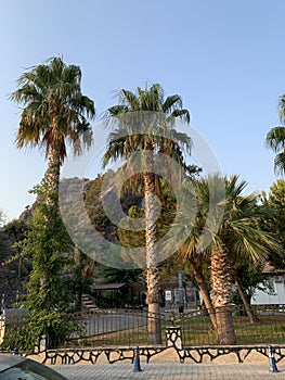 Palm tree on the seashore, against the background of the sky. Concept: Summer vacation in a warm climate. Green leaves of palm,