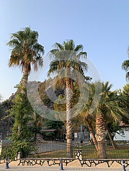 Palm tree on the seashore, against the background of the sky. Concept: Summer vacation in a warm climate. Green leaves of palm,