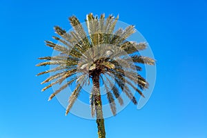 Palm Tree in Seville, Spain