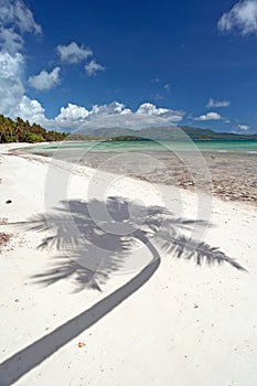 Palm Tree Shadow