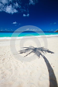 Palm tree shadow on beach