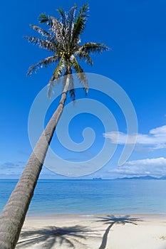 Palm tree with shadow on the beach sand