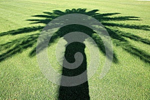 Palm Tree Shadow