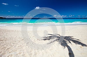 Palm tree shadow on sand