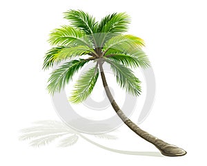 Palm tree