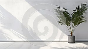 palm tree and the shadow on a white wall in the morning. - Generative ai