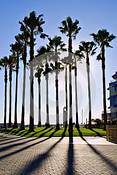 Palm Tree Shadows