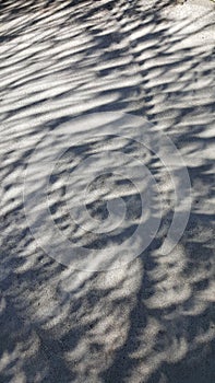 Palm Tree Shadows Created by Solar Eclipse 2017
