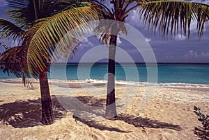 Palm Tree and Shadows, Grand Anse Beach Grenada