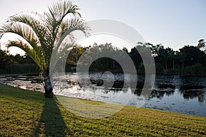 A palm tree on the shore of a pond reflecting trees in a park in Queensland, Australia