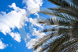A palm tree is shown with its leaves spread out in the sky. The sky is blue with a few clouds scattered throughout. Scene is