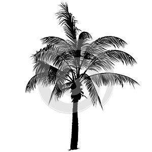 Palmera un árbol silueta 2 