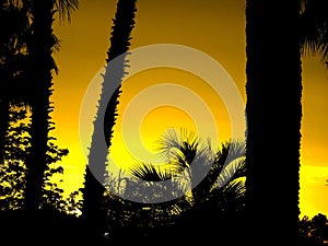 Palm Tree Silhouette