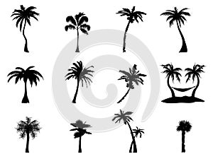 Palm tree Silhouette