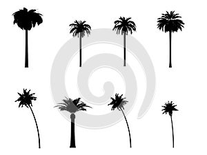 Palm tree silhouette 3d cg