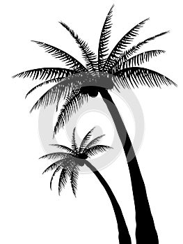 Palm tree silhouette