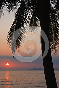 Palm tree silhouette against red colored sunset near the ocean