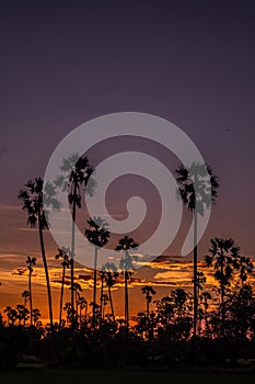 Palm tree silhouette background. California sunset landscape. Tropical forest and mountains. Sunset orange sky. Nature panorama