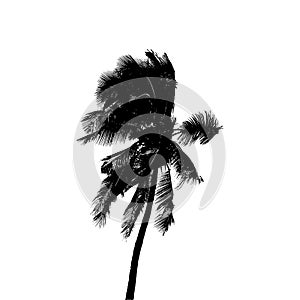 Palm tree silhouette black white graphics