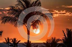 Palm tree silhouette with bright sun and red sky at sunset.