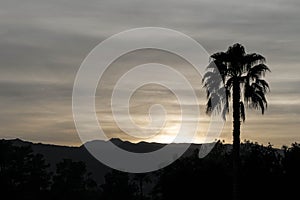 Palm Tree Silhouette-Dusk in Palm Springs California