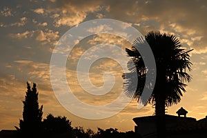 Palm Tree Silhouette