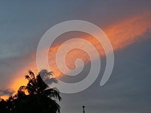 Palm tree silhouette with gold color cloud and blue sky in magic hour at sunset