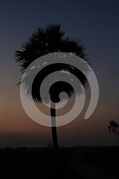 Palm Tree silhouette with a low light after sunset.