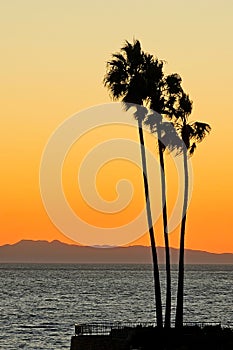 Palm Tree silhouette at the ocean shore at sunset