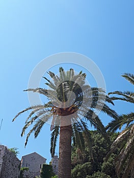 Palm tree silhouette in the park hot summer day in Crotia