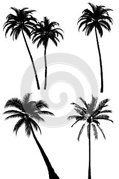 Palm tree silhouette set on white