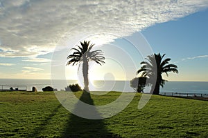 Palm Tree Silhouette & Shadow, Point Vicente, Palos Verdes Peninsula, Los Angeles, California