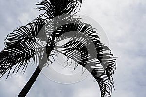 Palm tree silhouette with sky view