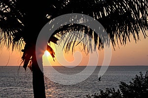 Palm tree silhouette at sunrise or sunset with sun peeping through. photo